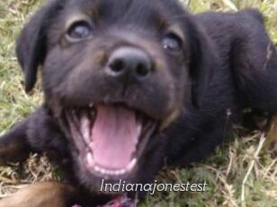 Indianajonestest